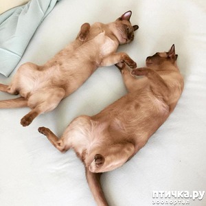 фотография: C ТОЧКИ ЗРЕНИЯ КОШКИ (6) фото: C ТОЧКИ ЗРЕНИЯ КОШКИ (6)