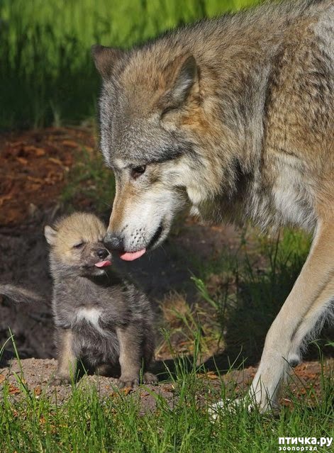 ���� 15: ������ ������. ����� ������ ������ ��������� ����.