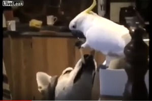 фотография: Вот что значит настоящий, верный друг!))) фото: Вот что значит настоящий, верный друг!)))