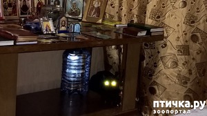фотография: Найди чёрную кошку в темном месте темной комнаты фото: Найди чёрную кошку в темном месте темной комнаты