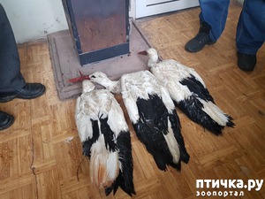 фотография: Непривычная погода для аистов в Болгарии фото: Непривычная погода для аистов в Болгарии