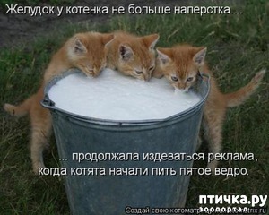 фотография: Ладушки-ладушки! Все котята лапушки! фото: Ладушки-ладушки! Все котята лапушки!