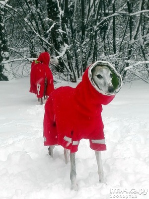 фотография: Мой умный Джек фото: Мой умный Джек