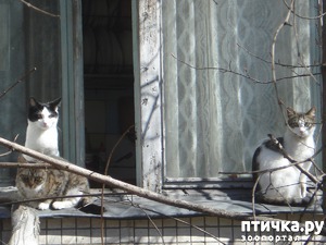 ����: �������