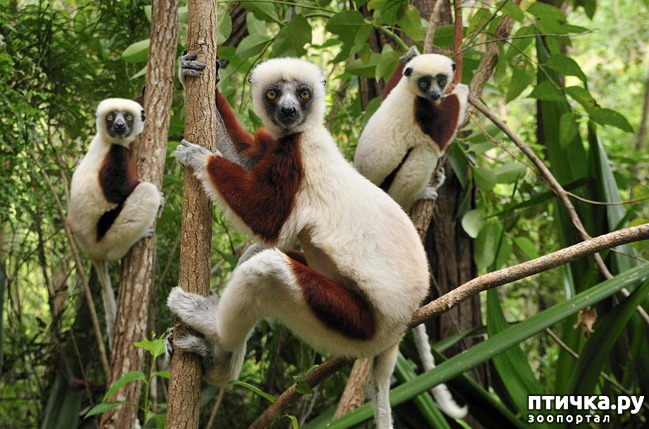 ���� 3: �������� ���������� �� ���� ��������))