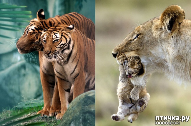 ���� 5: �������� ���������� �� ���� ��������))