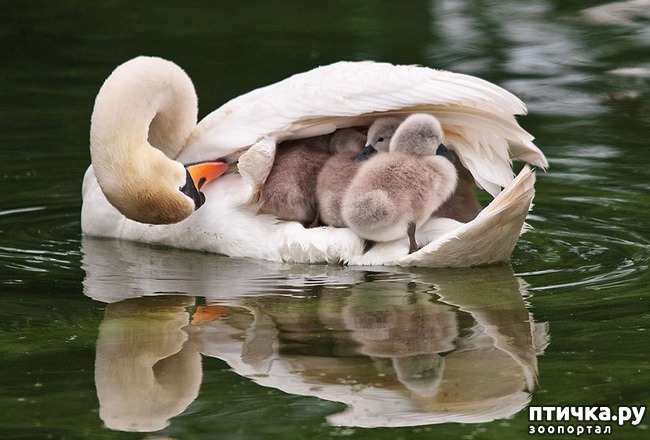 ���� 6: �������� ���������� �� ���� ��������))