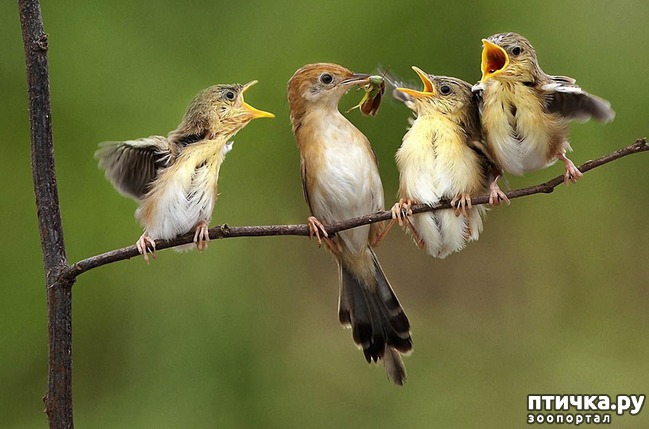 ���� 7: �������� ���������� �� ���� ��������))