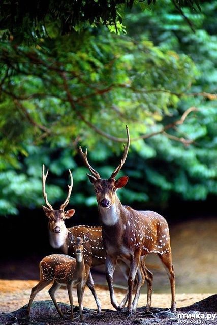 ���� 13: �������� ���������� �� ���� ��������))