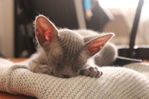 фотография: Наш "Бараш" фото: Наш "Бараш"