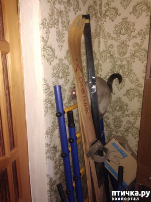 фотография: Мы играем в прятки! фото: Мы играем в прятки!