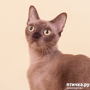 ����: C ����� ������ ����� (11)