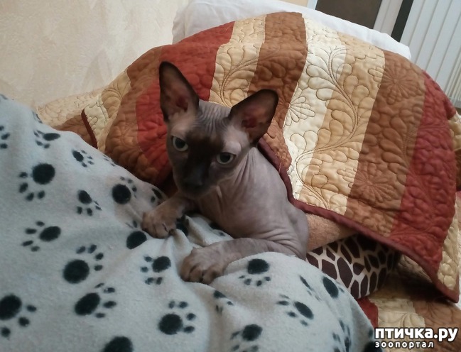 ���� 8: ����� ������� ��������.