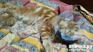 ����: ��� ������������))