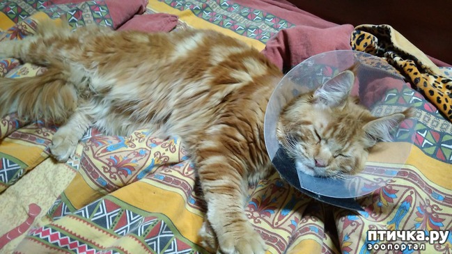 ���� 1: ��� ������������))