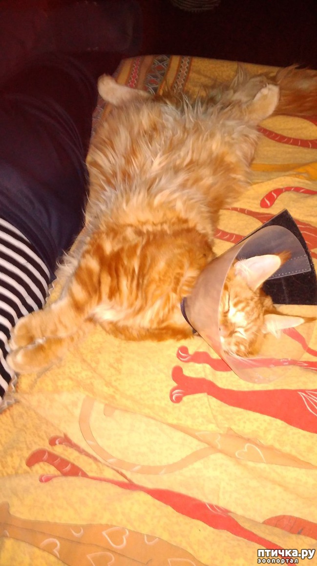 ���� 3: ��� ������������))