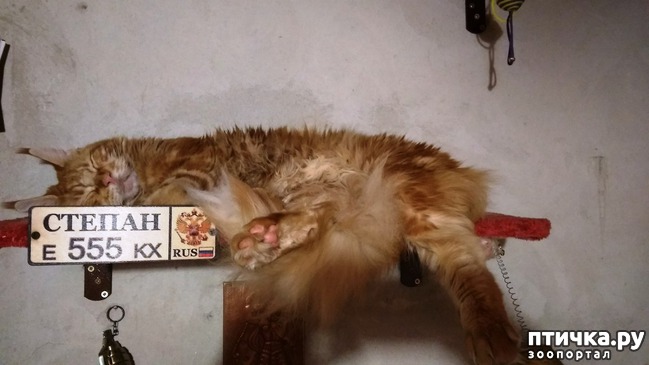 ���� 4: ��� ������������))