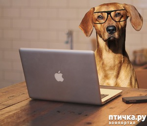 фотография: Обновление группы "Собаки" фото: Обновление группы "Собаки"