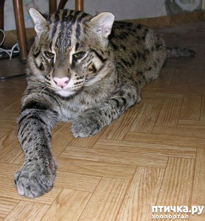 ����: ���� �����, �������� �� ������ ����������