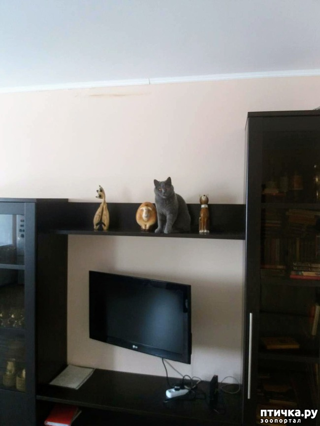 ���� 8: �������� �� ���������