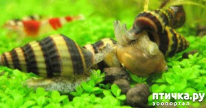 ����: ��������������� ������ � ������ ������