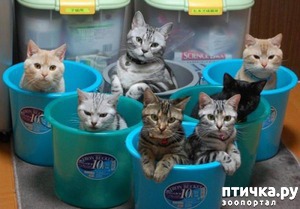 ����: ������������