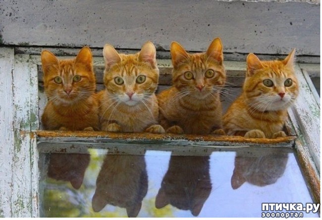 ���� 3: ������������