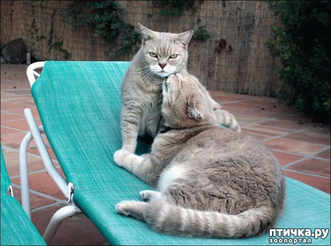 ���� 4: ������������