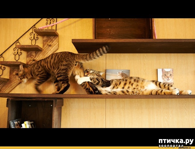 ���� 17: ������������