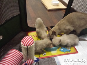 ����: C ����� ������ ����� (13)