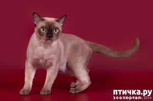 ����: C ����� ������ ����� (14)