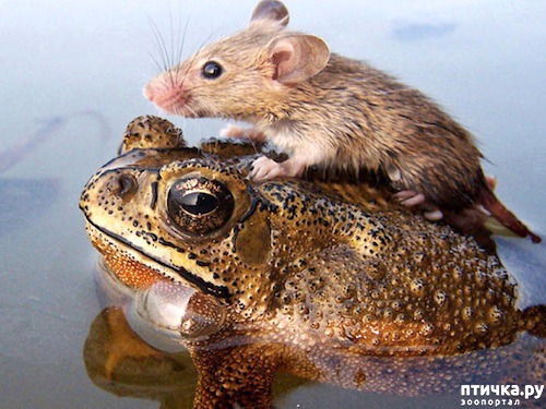 ���� 22: ������ - ������� ����