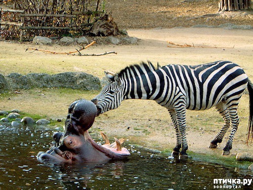 ���� 23: ������ - ������� ����