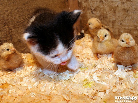 ���� 24: ������ - ������� ����