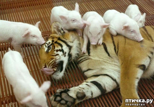 ���� 26: ������ - ������� ����