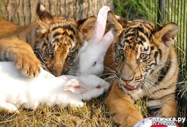 ���� 28: ������ - ������� ����