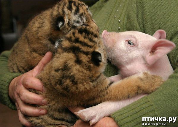 ���� 31: ������ - ������� ����