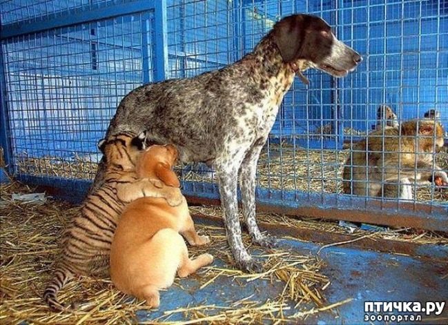 ���� 33: ������ - ������� ����