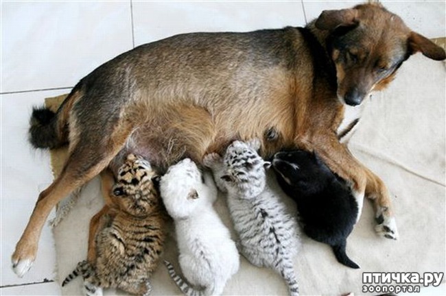 ���� 35: ������ - ������� ����