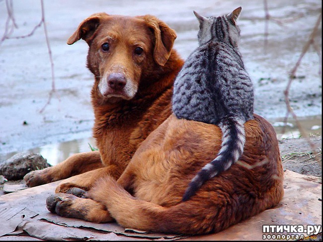 ���� 36: ������ - ������� ����