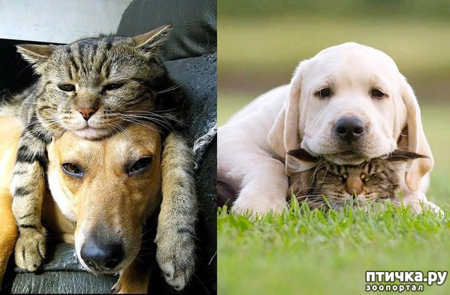 ���� 39: ������ - ������� ����