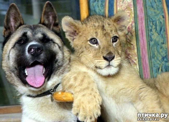 ���� 40: ������ - ������� ����