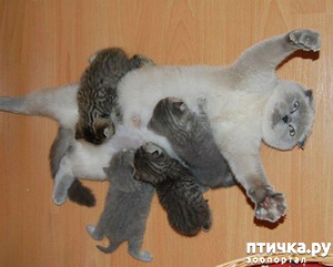 ����: ���� "������������" �����������...