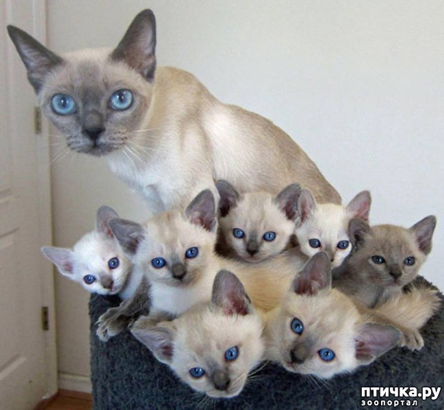 ���� 7: ���� 