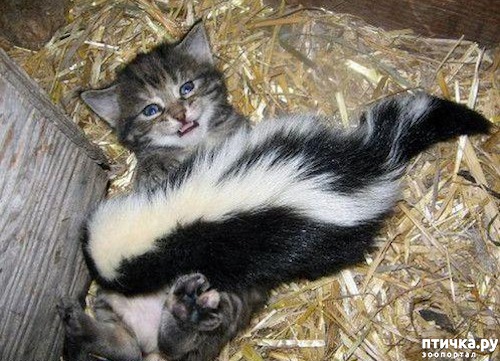 ���� 6: ������ - ������� ����