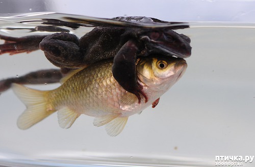 ���� 14: ������ - ������� ����