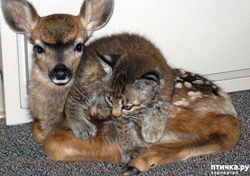 ���� 16: ������ - ������� ����