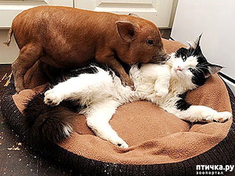 ���� 3: ������ - ������� ����