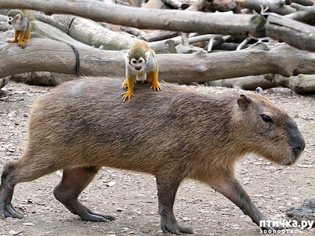 ���� 18: ������ - ������� ����