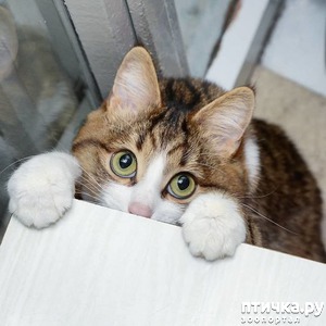 ����: �����